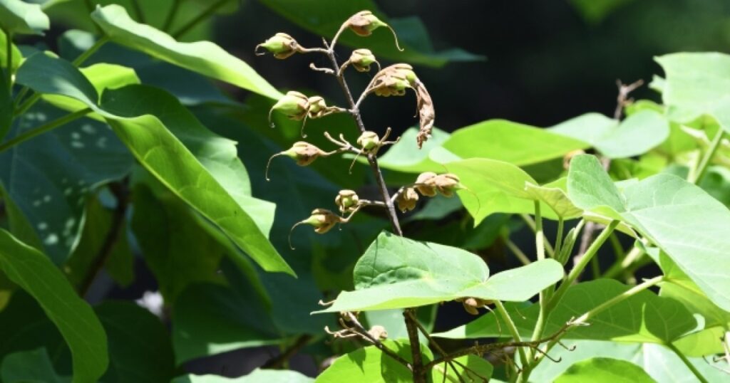 桐の木の伐採方法と枯らし方。生命力の強い桐は切り株からまた生える