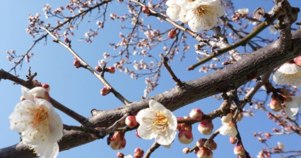 梅の木の害虫対策ガイド│梅に優しい駆除・予防法で土壌も活性化！