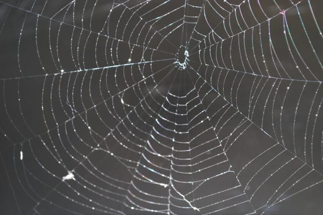 蜘蛛を駆除する方法 蜘蛛は害虫 見分けて駆除 または追い出そう 害虫駆除110番