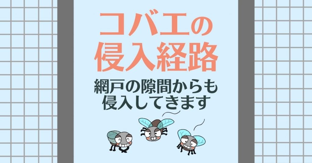 コバエの侵入経路 網戸の隙間からも侵入してきます