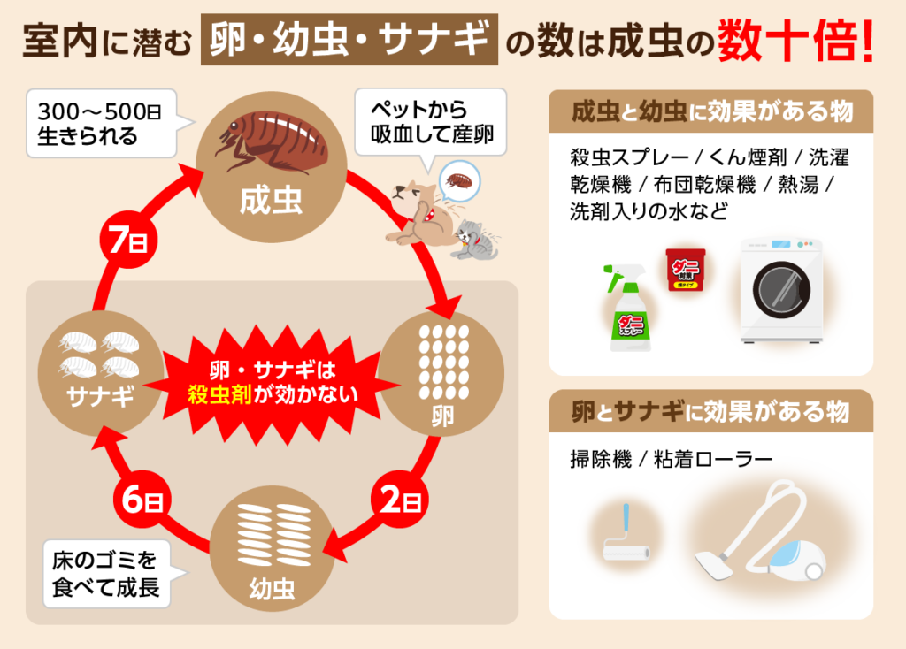 ノミ駆除が2日以内に成功する！部屋中のノミを卵ごと退治する最強の