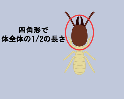 シロアリの生態 羽アリの見分け方や駆除 予防方法もご紹介 害虫駆除110番