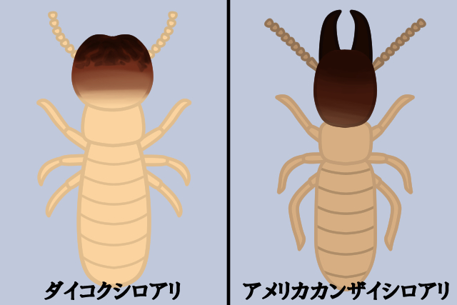 ヤマトシロアリの基礎知識 生態から被害予防駆除方法まで解説 害虫駆除110番