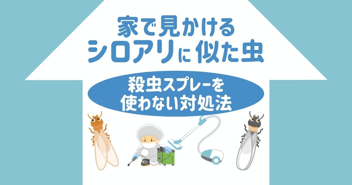 家でシロアリに似た虫を発見 見分け方や対処法について解説します 害虫駆除110番