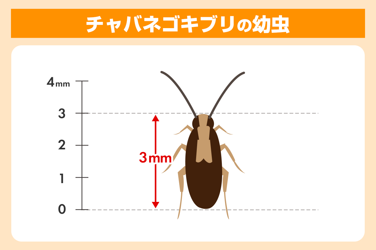 チャバネゴキブリの幼虫