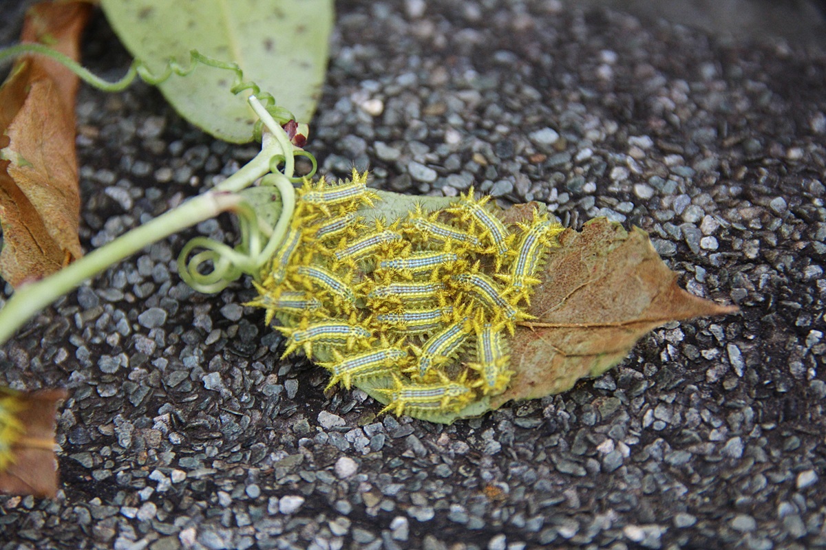 イラガに食べられた葉