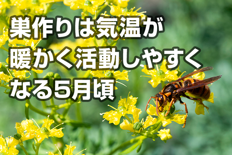 蜂の巣は冬場もぬけの殻に 放置せずに駆除すべき理由とその方法 ハチ110番