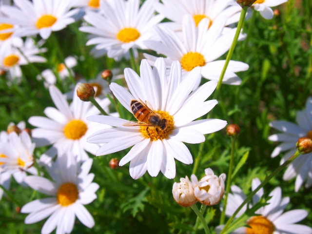 蜜蜂は赤色が見えない 蜜蜂が見える色や好きな花 環境を研究しよう ハチ110番