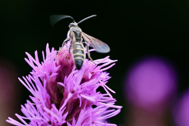 黒い蜂は5種類もいる ガラの悪そうな黒蜂たちの危険レベルと対処法 ハチ110番