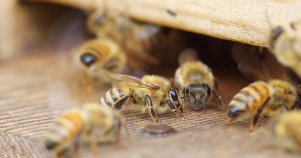 ミツバチは針を刺すと死ぬ 意外と知らない危険性や活動時期について ハチ110番