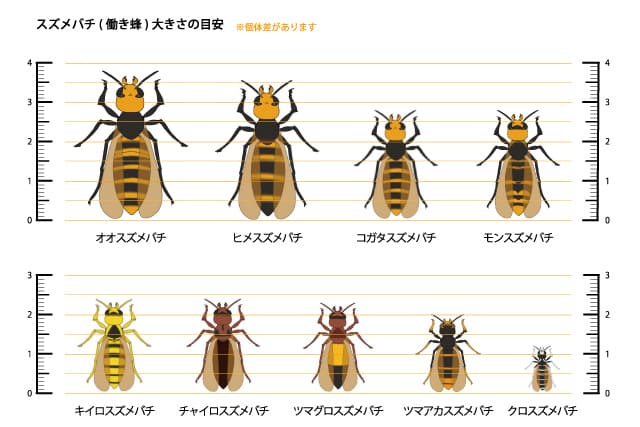 命を守る キイロスズメバチの生態と見分け方を徹底解説 ハチ110番