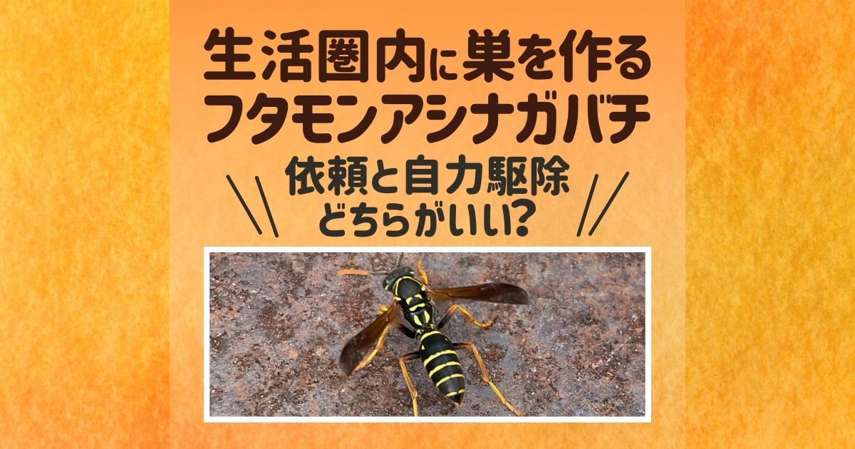 日本のアシナガバチの種類と特徴 読めば一発で見分けられる生態図鑑 ハチ110番