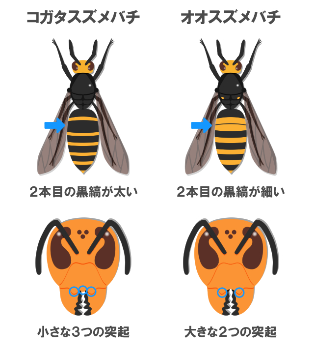 コガタスズメバチのすべてがわかる 見分け方 危険性 対処方法をまるっと解説 ハチ110番