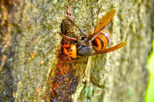 スズメバチと気温の関係 活動を始める時期と駆除に最適なタイミング ハチ110番