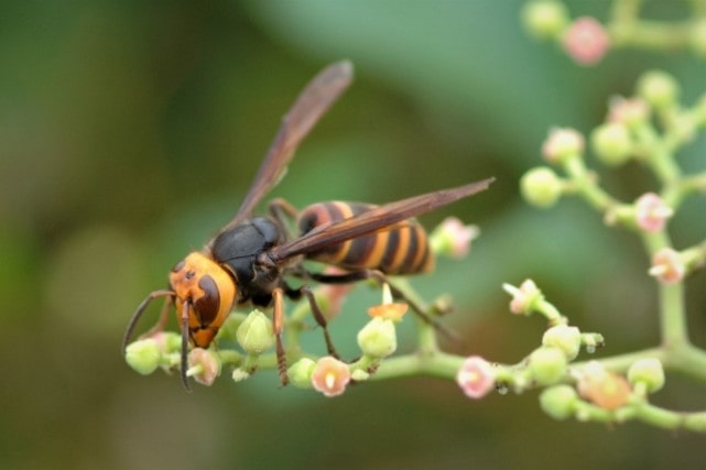 蜂の巣がベランダに 駆除の前には巣の状態や蜂の種類を確認しよう ハチ110番