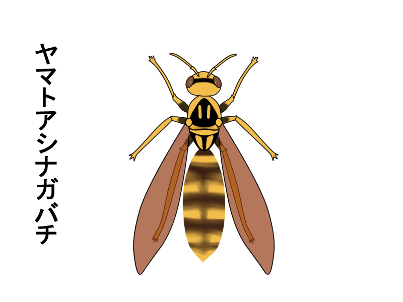 ヤマトアシナガバチの特徴を解説 絶滅危惧種の知られざる生態 ハチ110番