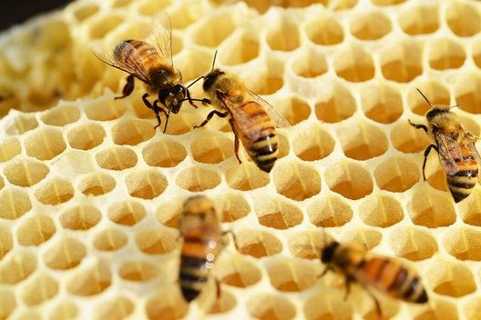 図解 蜂の種類と特徴一覧 危険を回避するための見分け方 ハチ110番