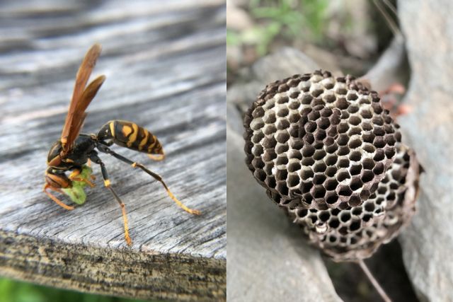 図解 蜂の種類と特徴一覧 危険を回避するための見分け方 ハチ110番