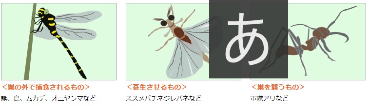 蜂と蜂に関わる様々な生き物たち ハチ110番