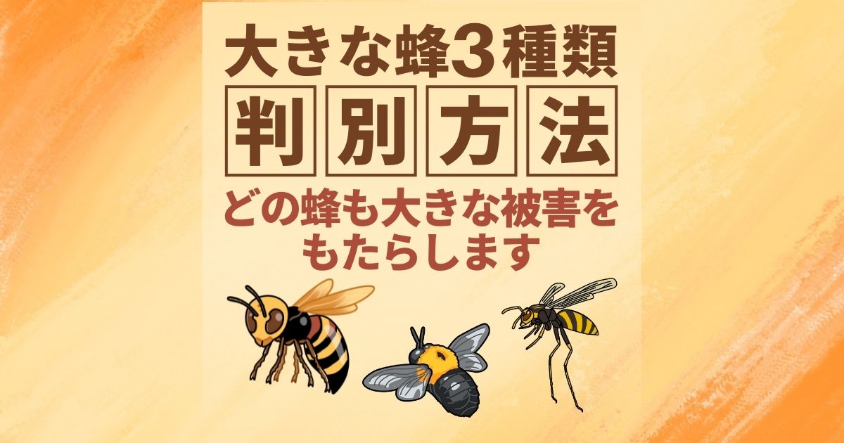 大きな蜂を見かけたら 種類を特定するための見た目の違いについて ハチ110番