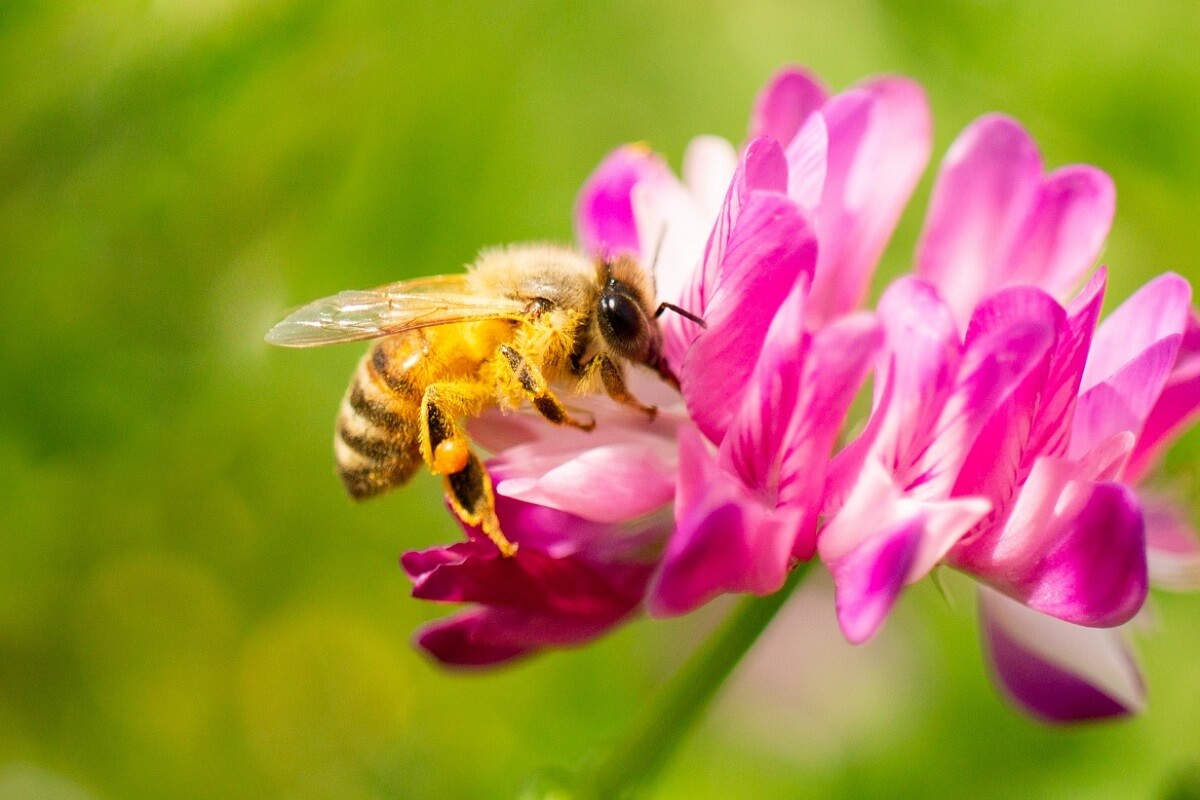 徹底調査】蜂スプレーおすすめ3選！スズメバチにも効く殺虫剤と安全な