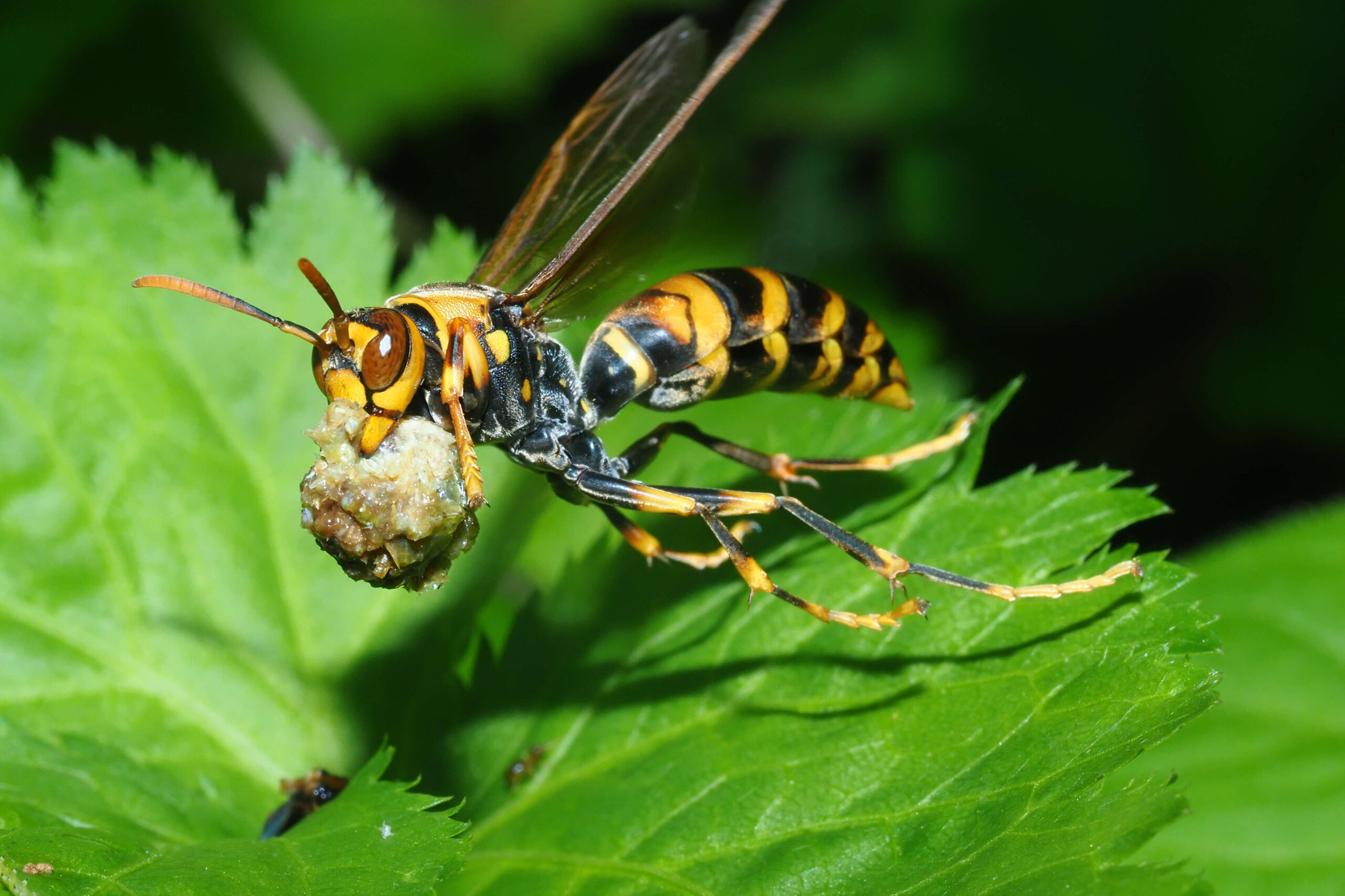 徹底調査】蜂スプレーおすすめ3選！スズメバチにも効く殺虫剤と安全な