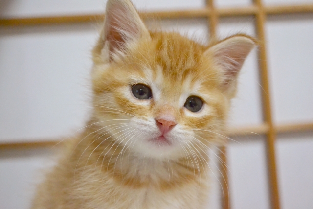 子猫と障子