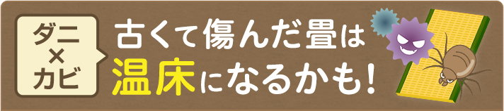 古くて傷んだ畳は温床になるかも