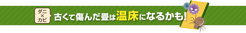 古くて傷んだ畳は温床になるかも