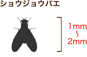 ショウジョウバエ 1mm～2mm