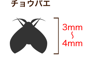 チョウバエ 3mm～4mm