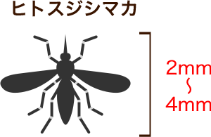 ヒトスジシマカ 2mm～4mm