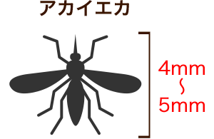 アカイエカ 4mm～5mm