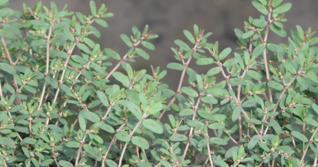 コニシキソウ駆除は除草剤が有効！正しく使って効果アップ｜予防法も