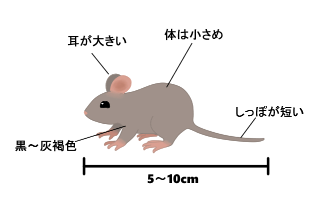 家にネズミが出たら最優先ですべきことはコレ 生態にあった駆除方法を考えよう ねずみ110番