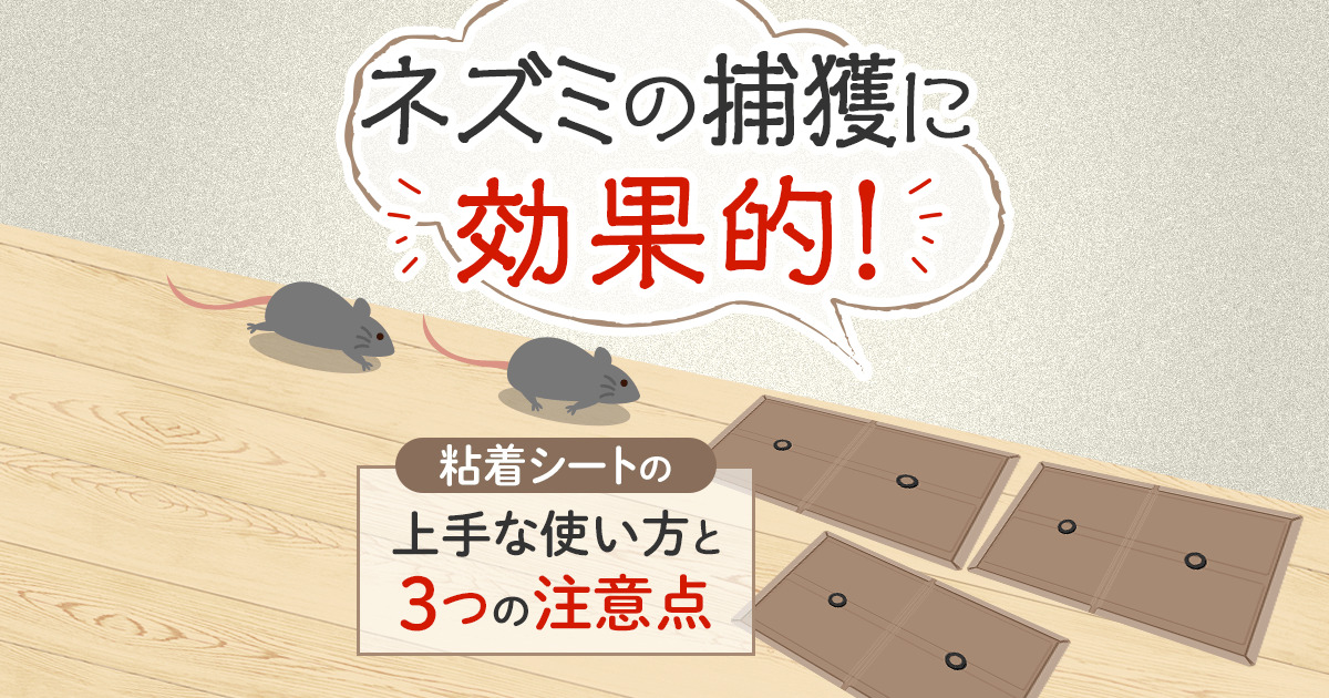 ネズミ駆除は粘着シートが有効？コツをおさえて確実に捕獲しよう