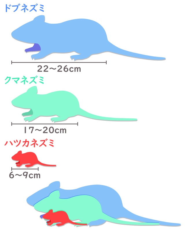 家に出るネズミの種類の見分け方と駆除効果をあげる種類ごとの最適な方法 ねずみ110番