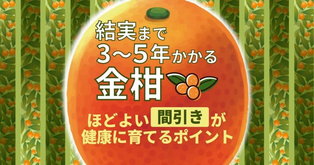 金柑　結実まで3～5年　ほどよい間引きが健康に育てるポイント