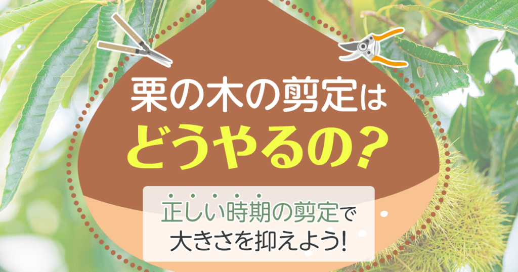 栗の木の剪定はどうやるの？正しい時期の剪定で大きさを揃えよう