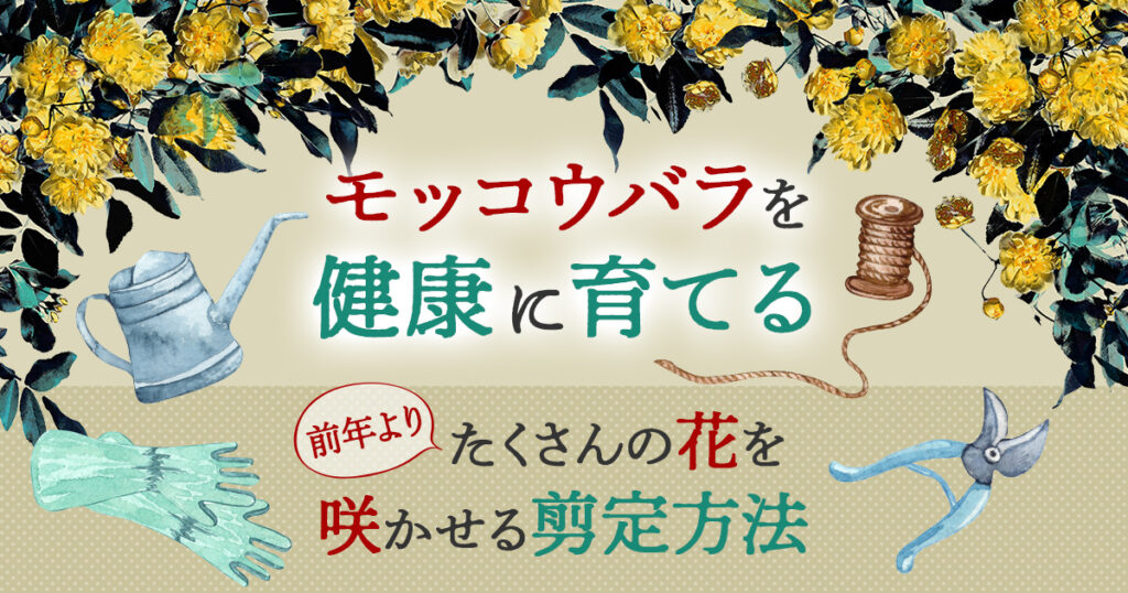 モッコウバラを健康に育てる前年よりたくさんの花を咲かせる剪定方法