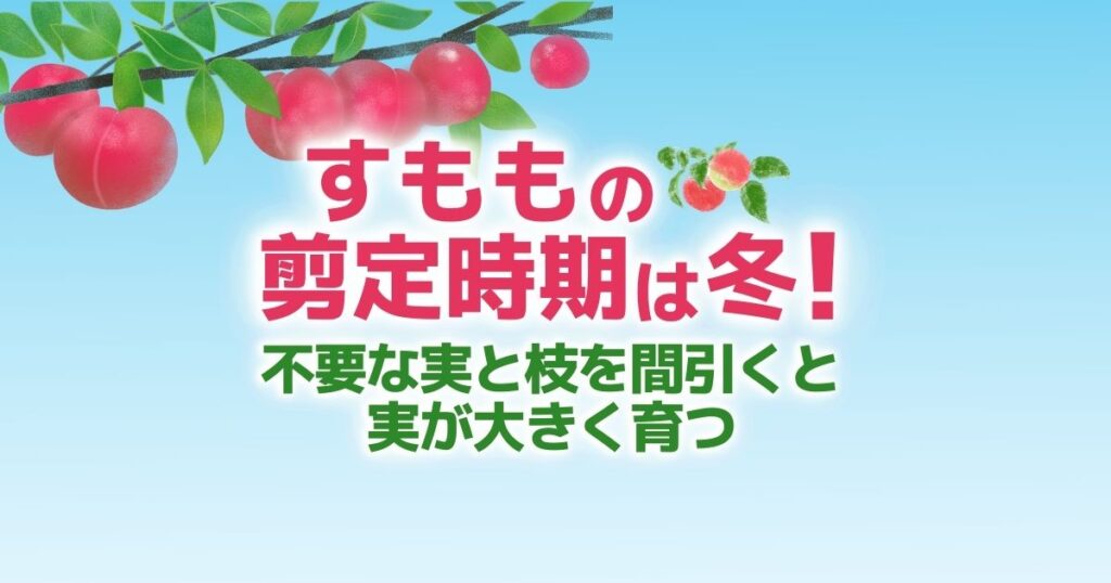 すももの剪定時期は冬！不要な実と枝を間引くと実が大きく育つ