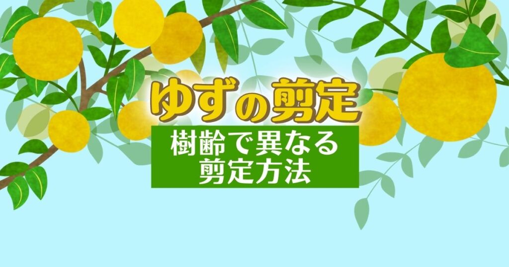 ゆずの剪定 樹齢で異なる剪定方法