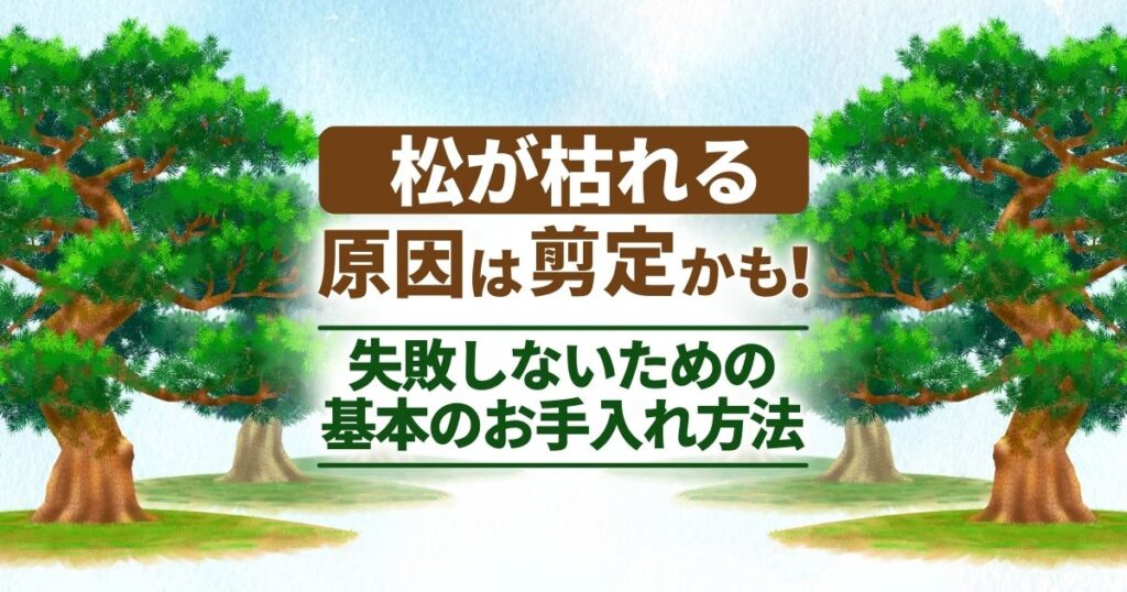 松が枯れる原因は剪定かも！失敗しないための基本のお手入れ方法