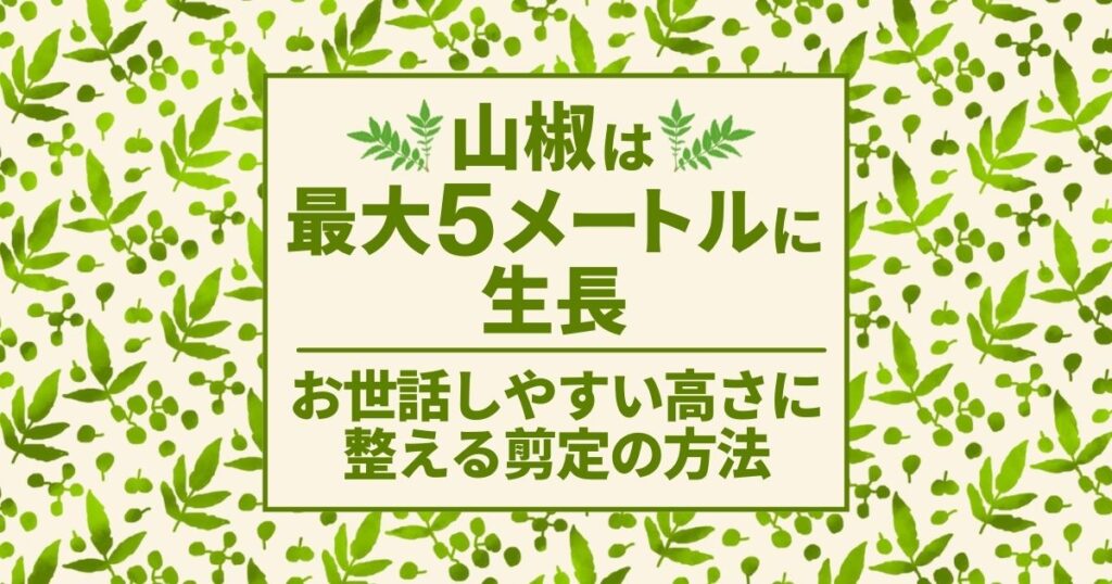 山椒　最大5メートル　お世話しやすい高さに整える　剪定の方法