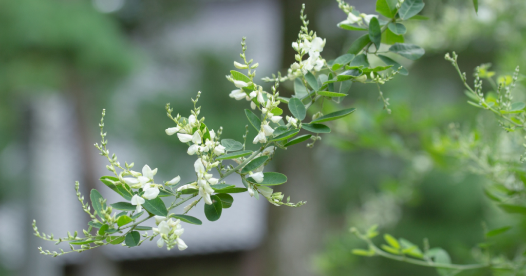 萩の花