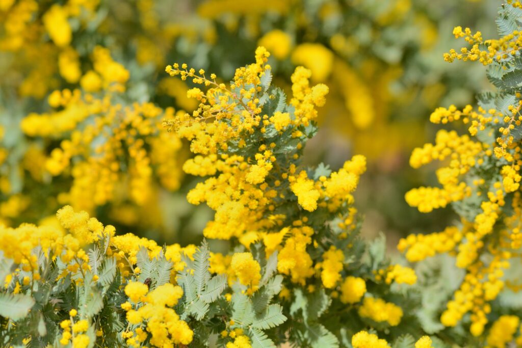 パールアカシアの花