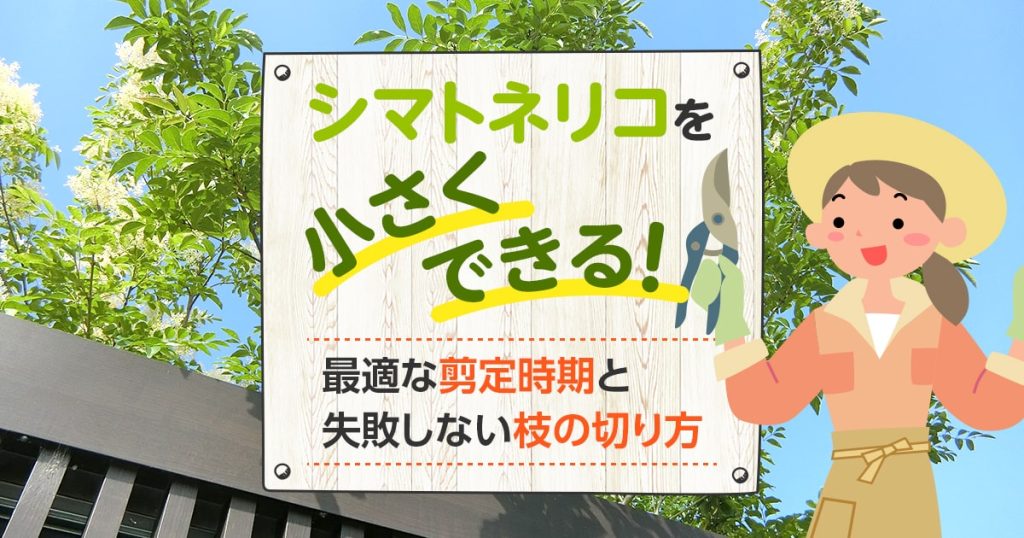 シマネトリコを小さくできる！最適な剪定時期と失敗しない枝の切り方