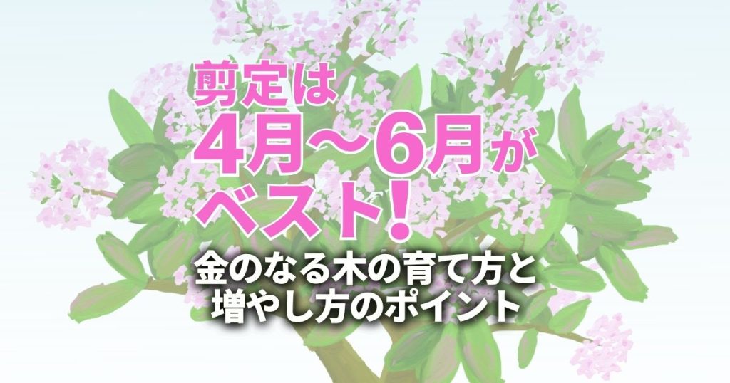 金のなる木の【剪定】【挿し木】時期と方法｜基本の育て方と病気の対策 | 剪定110番