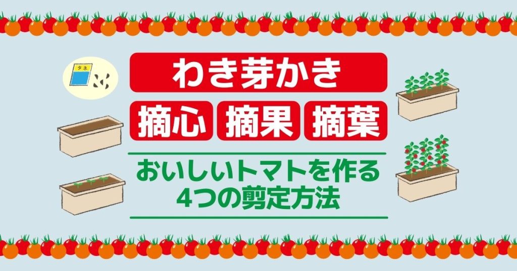 わき芽かき　摘心　摘果　　摘葉　おいしいトマトを作る４つの剪定方法