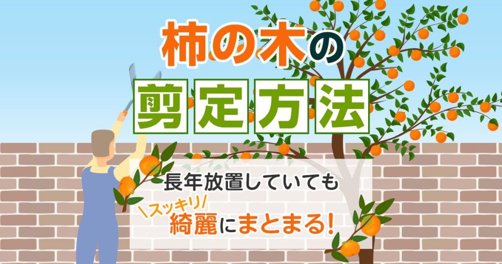 柿の木の剪定方法　長年放置していてもスッキリ綺麗にまとまる！